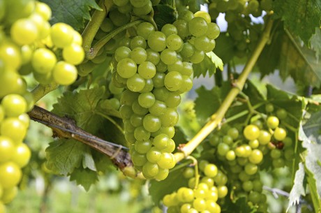 Grapes-N-More_Blog_reisling
